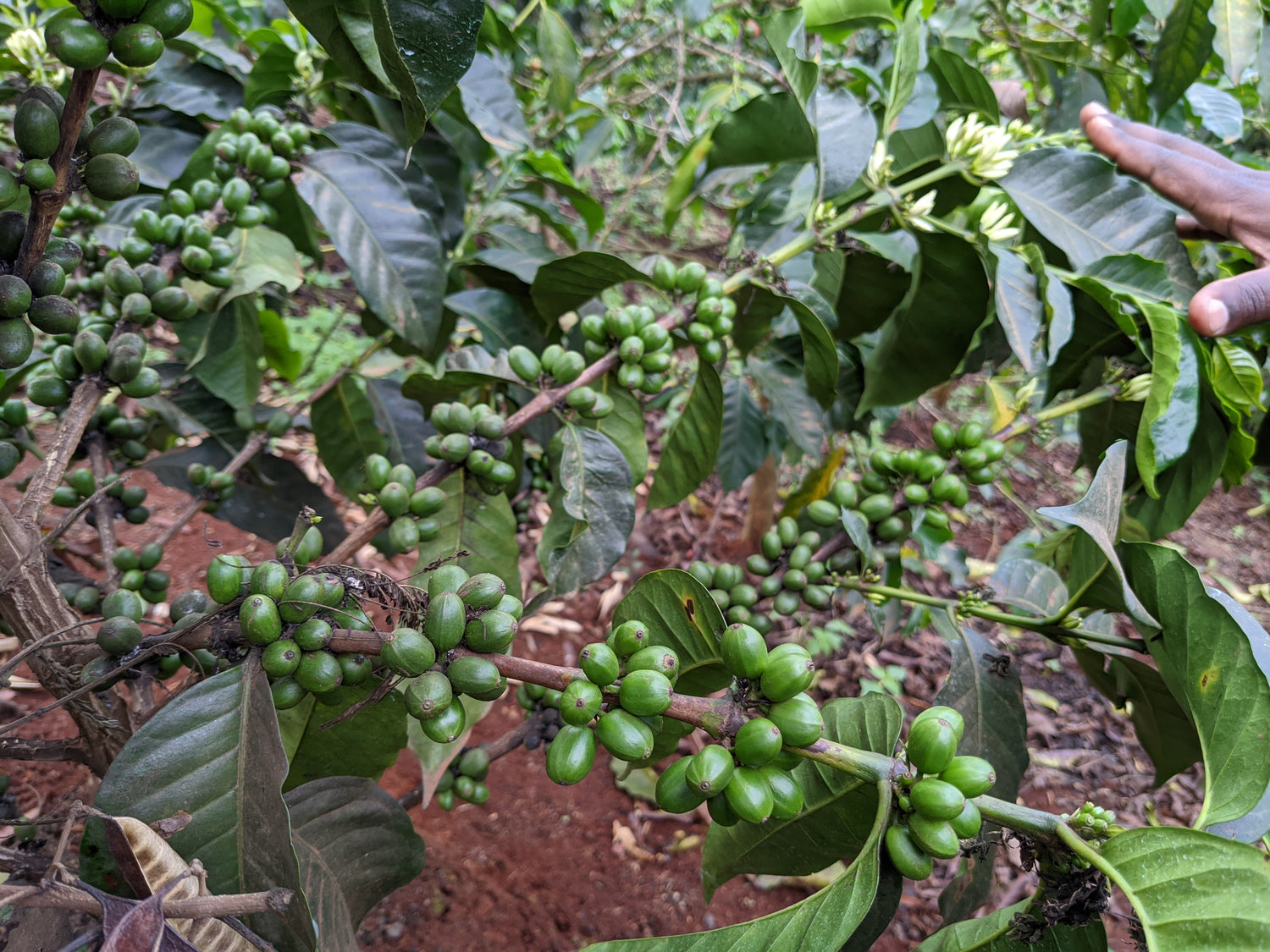 Upper Left Roasters, photo 7